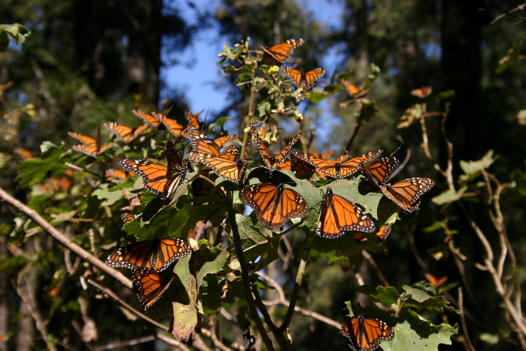 Meksika: kelebeklerin devrimi